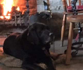 Baxter in the classic Lab pose of lying down by a nice crackling fire!
